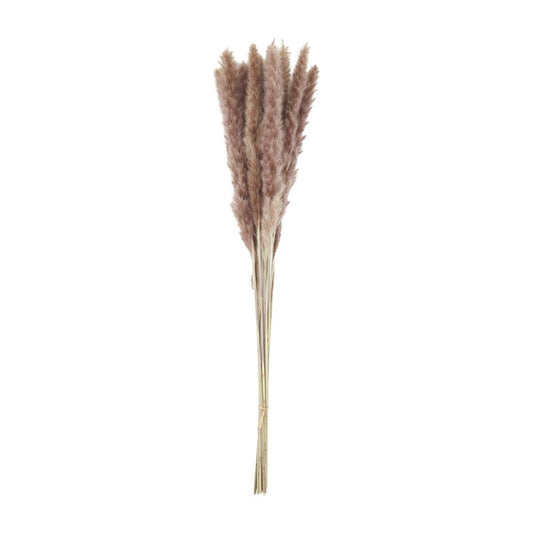 Taupe Preserved Pampas Grass