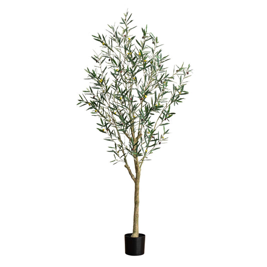 7' Greco Olive Tree