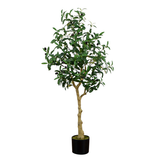 4' Olive Tree