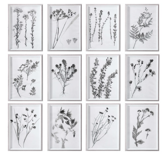 Contemporary Botanical Framed Prints, S/12