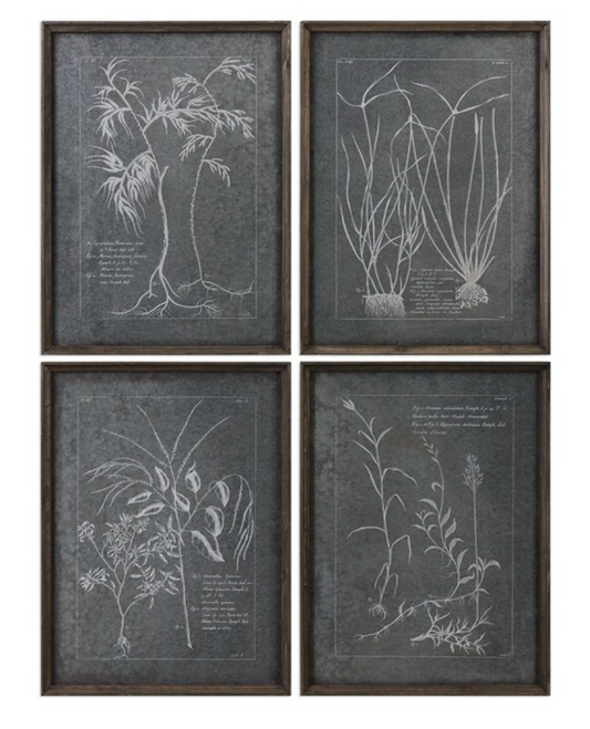 Root Study Framed Prints, S/4
